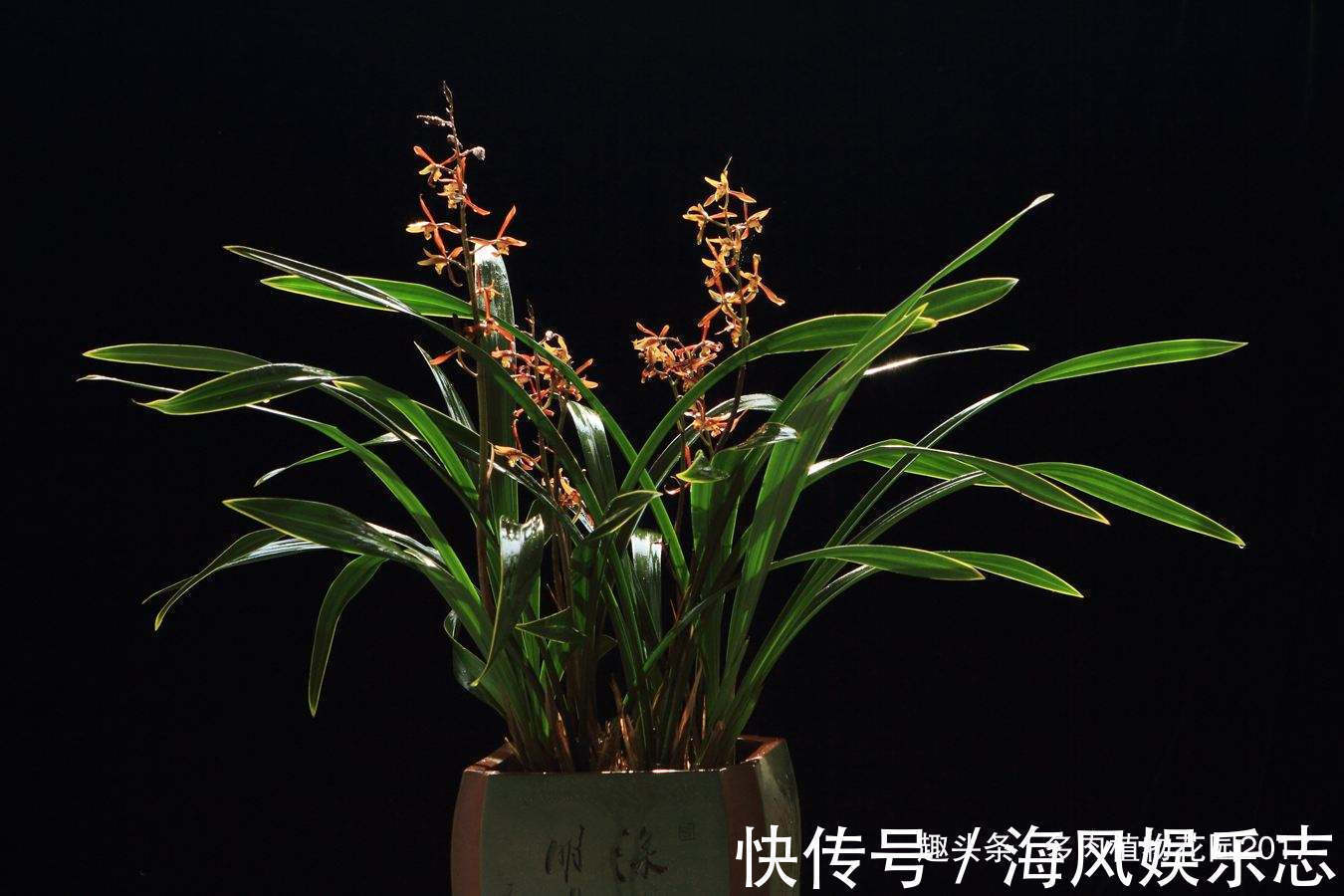 腐生兰|秋天兰花有性格,养护时需要注意些,开花不断