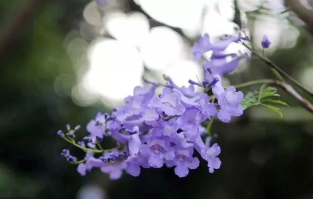 f乐山这几条街的蓝花楹开了！现在去刚刚好，错过等一年！