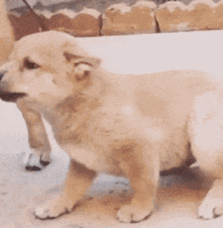 |搞笑GIF:当时妹子就急哭了 再也不穿裙子玩单杠了