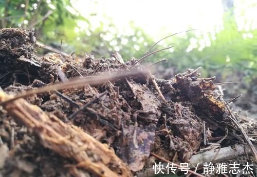 花卉|营养土的自制方法,兰友说:这样就简单了,明天开始做
