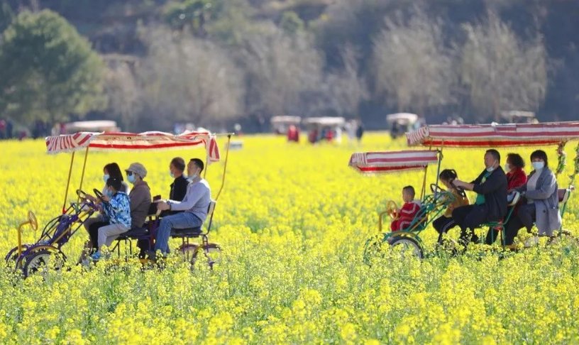老年|温泉牧羊湖油菜花盛开，牛年第一抹暖色！