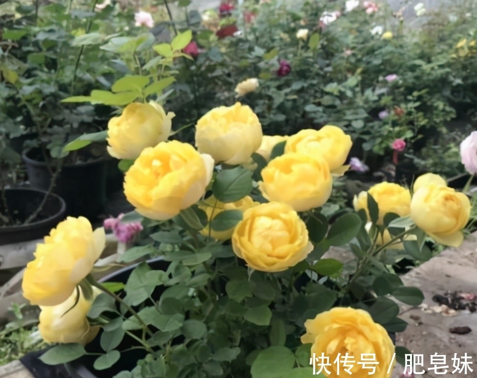 风险|网购花卉“有风险”，既然选择网购，就要接受这些事，有心理准备