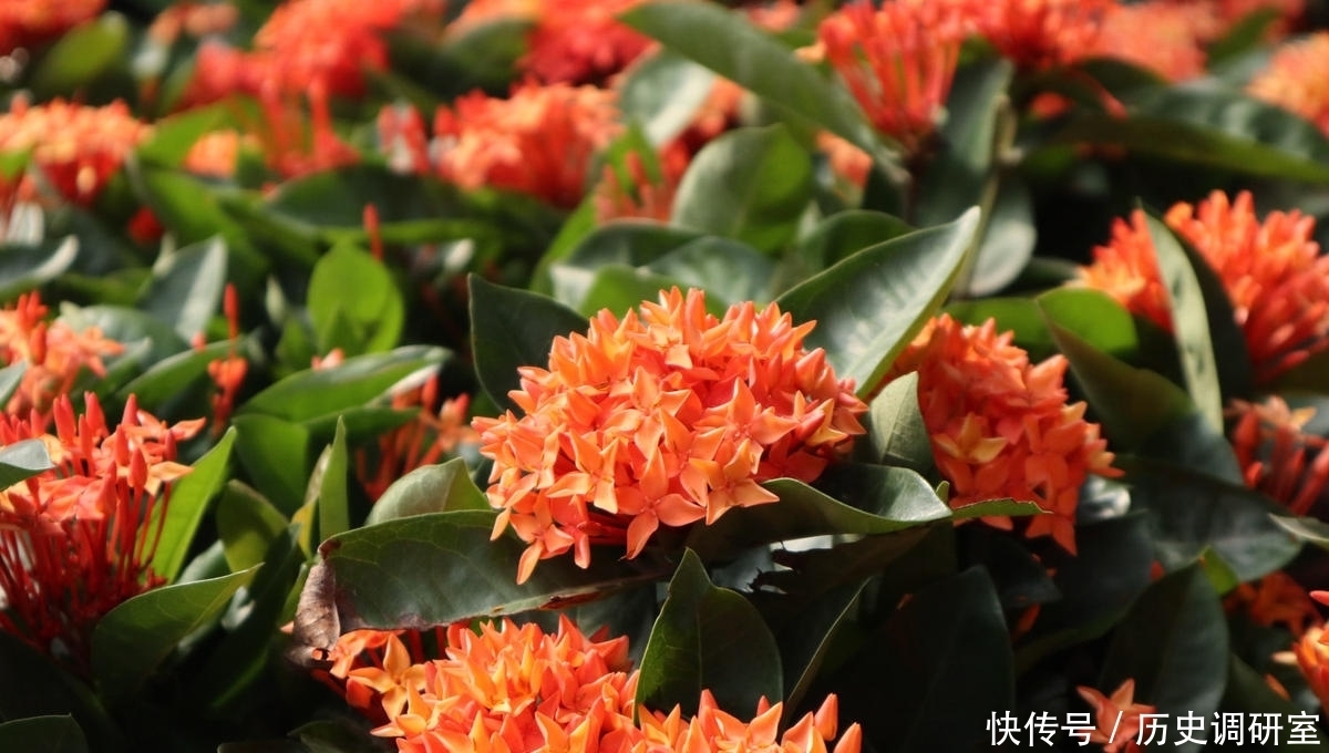 常见|路边绿化带常见的花,居然都是国花,长知识了!