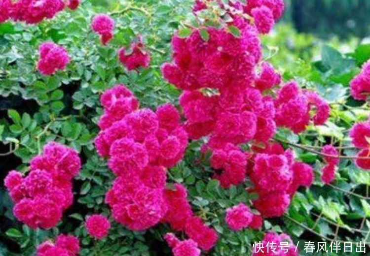 适合聪明人买的4种花,沾土就活,花大色艳寓意好