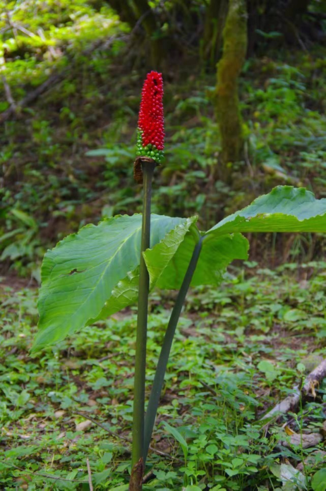 生物|杨向红镜头下的玉龙雪山奇花异草，见证了丽江生物多样性之美