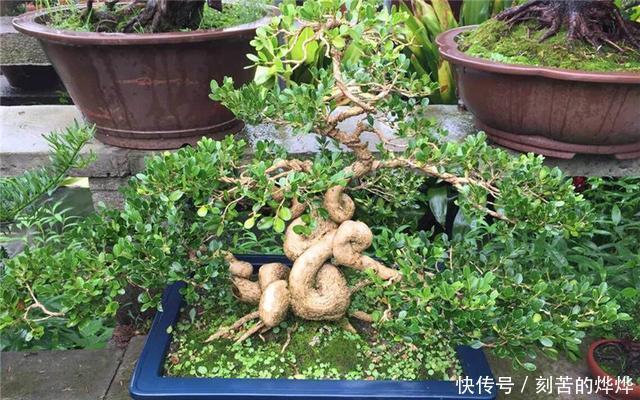 黄杨盆景姿态优美是如何制作的后期养护,盆景制作方法在这里