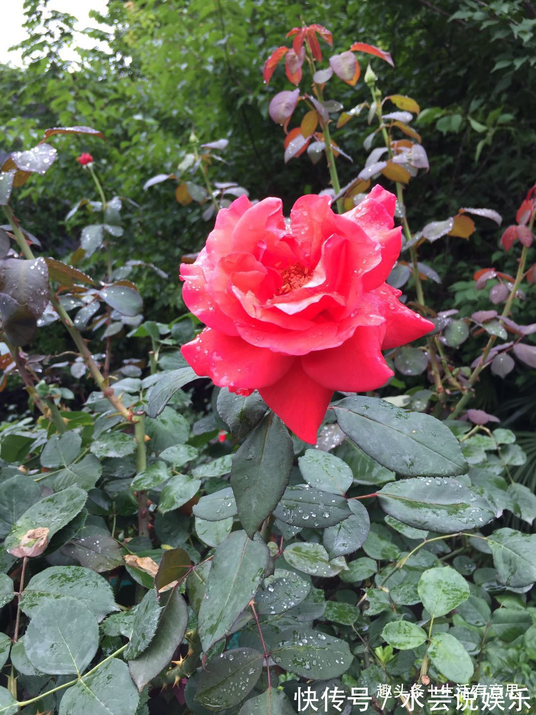 夏季勤快点,教你3招小方法,谢后又开,让月季花比绿萝还好养!