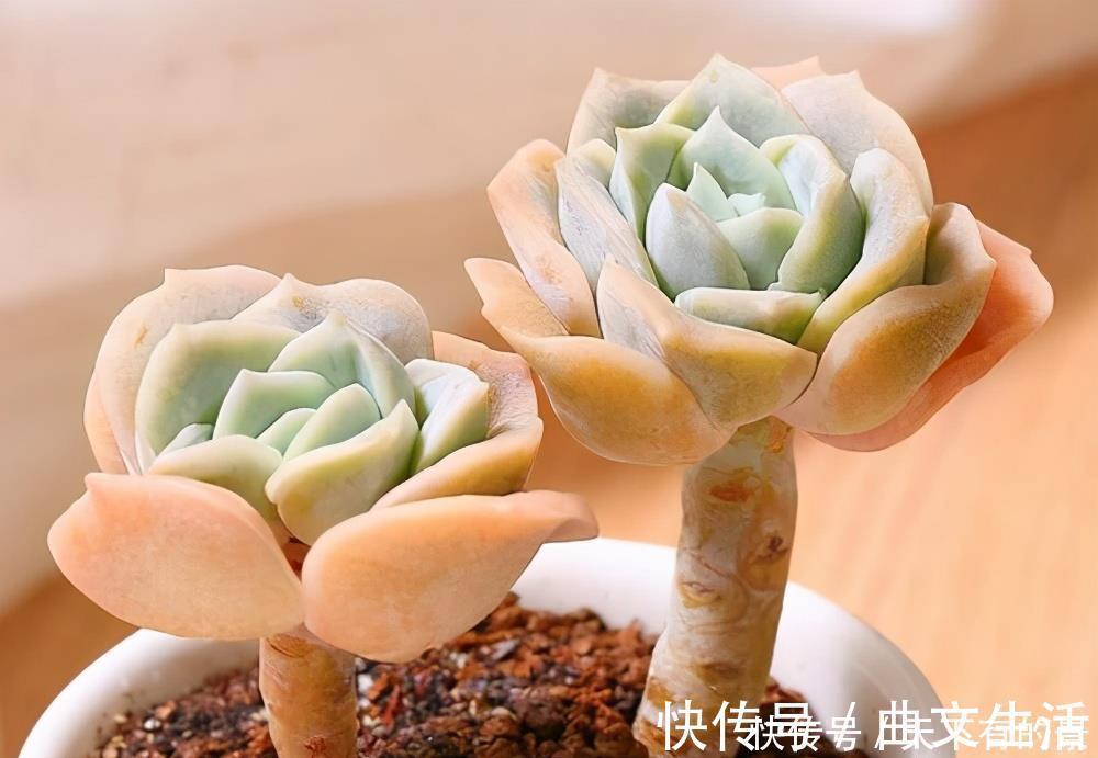 多肉|被拉下神坛的可爱多肉,曾经贵到退步,现在价格便宜少有人养