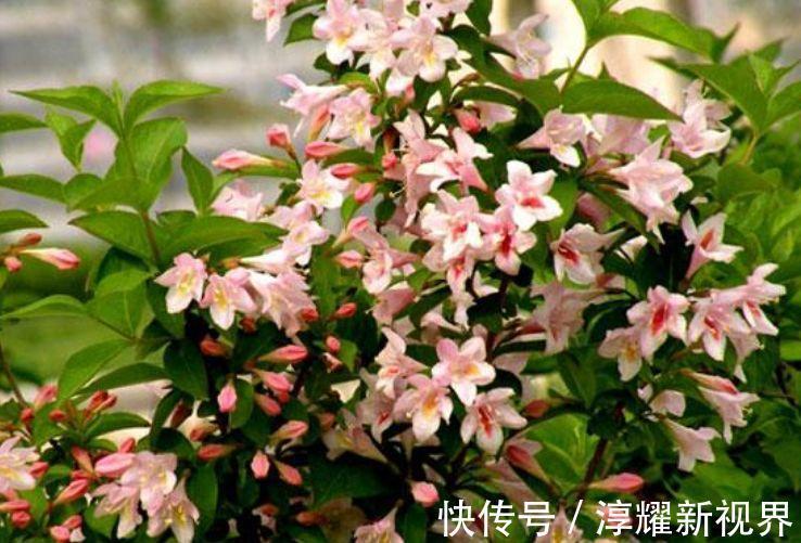 朱瑾花|4种花养了就爆盆,好养易活开花漂亮,花量大不操心,越养越喜欢