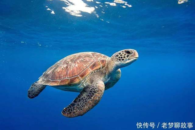 被死神遗忘的“神龟”,清朝出生熬死三个饲养员,一生未曾交配过