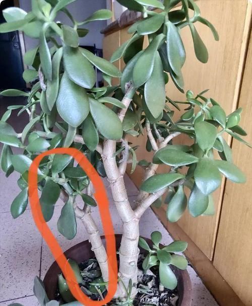 养了20年的玉树，杆子比大腿还粗，满树白花跟下雪了一样