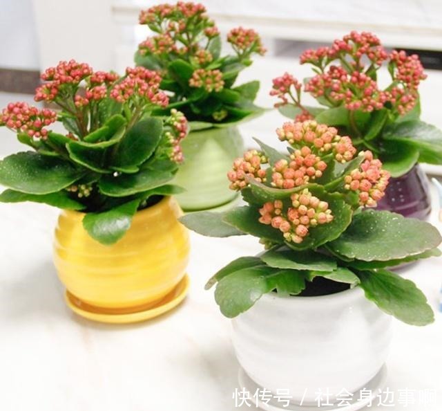 长寿花扦插有技巧,不生根是因为这一点你做错了!