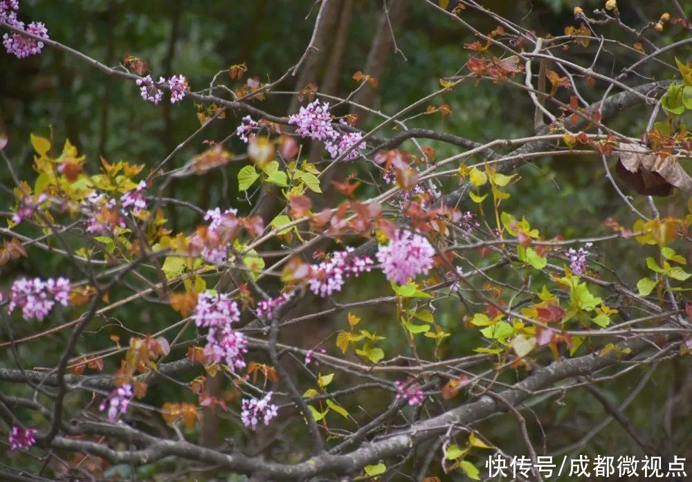 紫色花海迷人眼，赏花攻略已送达，只待君来