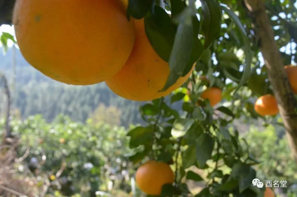 镇有|酉水河镇有位“红美人”，男女老少都爱她