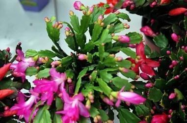 盆里扔个圆“球球”,蟹爪兰长疯了,开成一个大圆“球”!