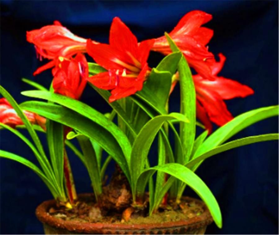 补充|朱顶红球根小开花难怎么办？4个季节分别处理，球根茁壮花开爆盆