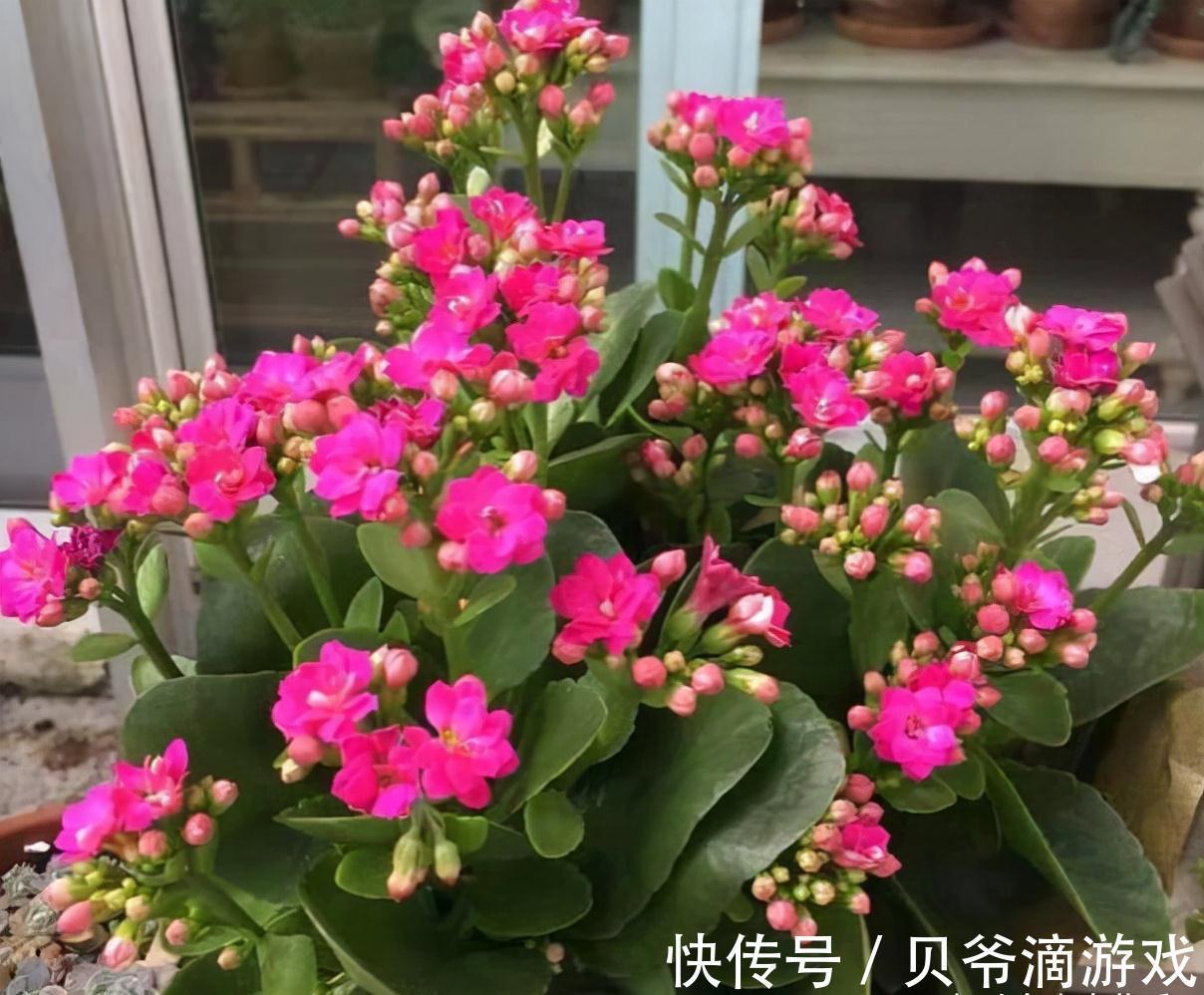 适合客厅养的“6种花”，一个比一个好养，一个比一个好看