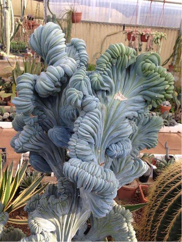 太空|来自“外太空”的多肉植物,估计你一个都不认识