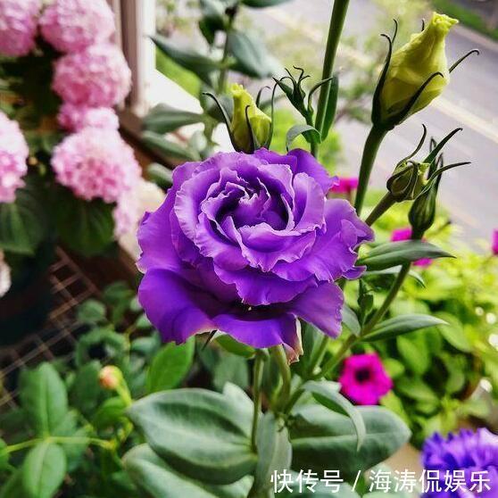 根腐病|张小姐养盆这个花,花开如玫瑰,好养如绿萝,邻居头回见,说好美