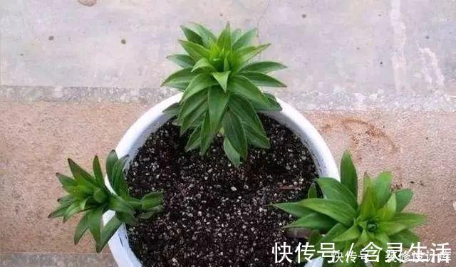 这六种花不怕热不怕冷，特别好养活，每年都开花挤爆盆了
