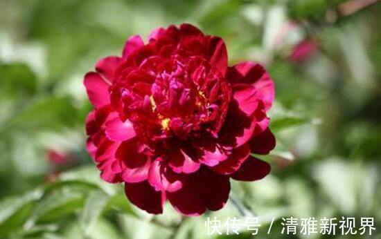 想养花不妨选“它”不但颜色“奇特”还开花硕大，养上值了