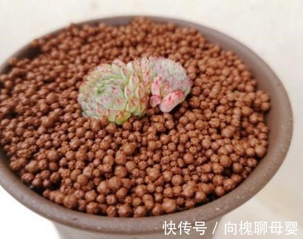 花花|最难养的9种多肉,生病了难“医治”,新手轻易别碰