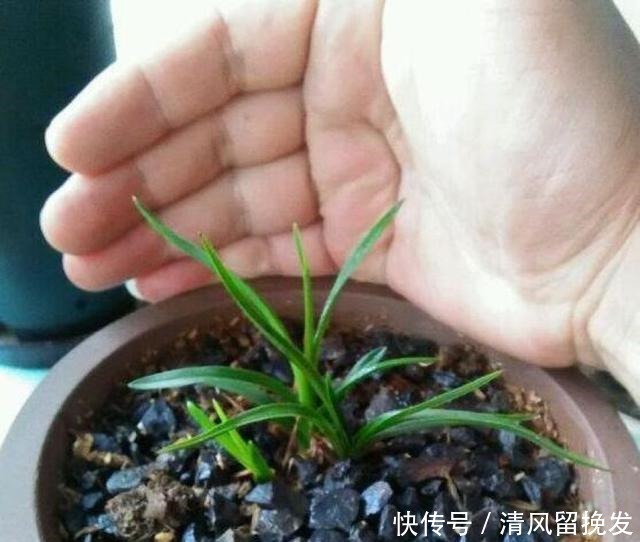 白水煮“它”,用来浇花,30天“兰花”长满小白芽