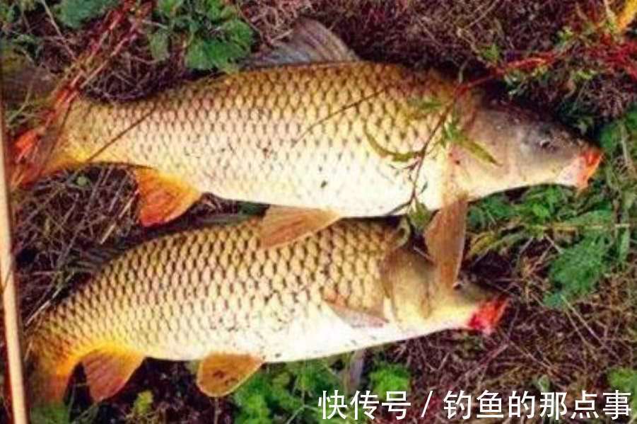 鲤鱼再“狡猾”,遇到这钓法也得快速上岸,钓友:再也不玩手竿了