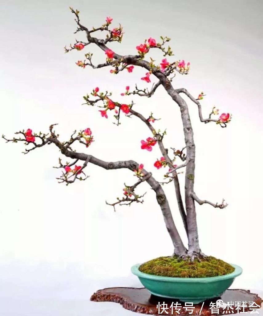 盆景@赵庆泉:请别叫我“大师”,我就是个“做盆景的”