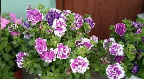 换盆的旧土里放点这个小东西，没想到变得比新土还要肥沃