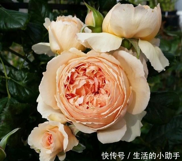 25款包子型月季,花开永不败,大花好养又丰花,新手推荐种植!