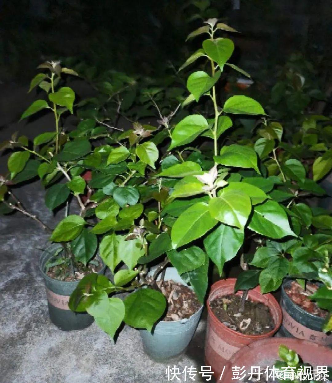 叶子|十月养这花，撸叶子、少浇水，10天冒出大花苞！