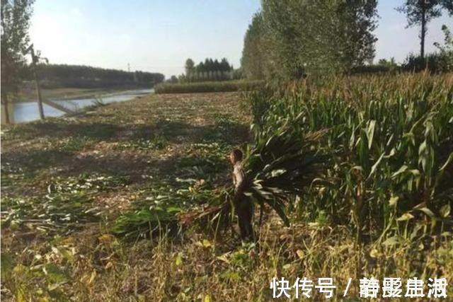 白刺苋|在农村,农民都把它叫“仙草”,城里人也把它当成宝!