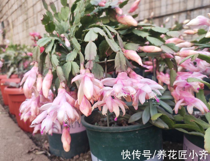 阳台|秋季阳台养花，首选这6种，只要有光照，花多易开爆