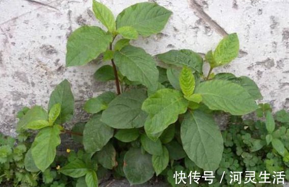 牛膝|这是牛梗，号称根王，常在乡间墙边清理，可曾知其妙