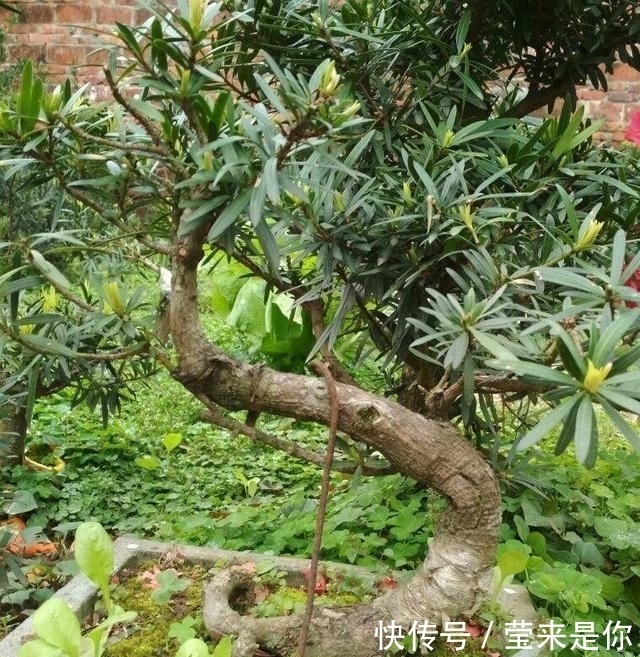 大爷|大爷把树苗弯一弯,开口要价一百二十三