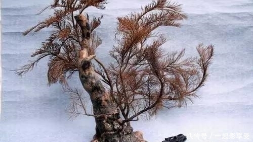 200年才长一米, 比黄金还贵的木头, 收藏界的土豪都买不起