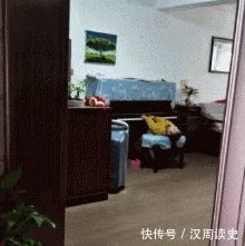 |搞笑GIF：不会咬裙子留人的狗子不是一只好狗子