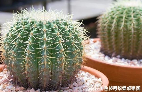 仙人球|卧室里植物别乱养,这3种在夜晚能够释放氧气,真是睡觉必备