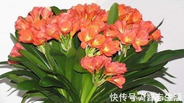 君子兰冬天该怎么浇水？错一点，君子兰黄叶烂根就开始了！