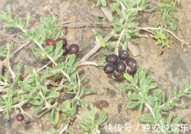 疯长|农村疯长的它,调月经还催乳,养生女士的最爱,却还有人不认识!