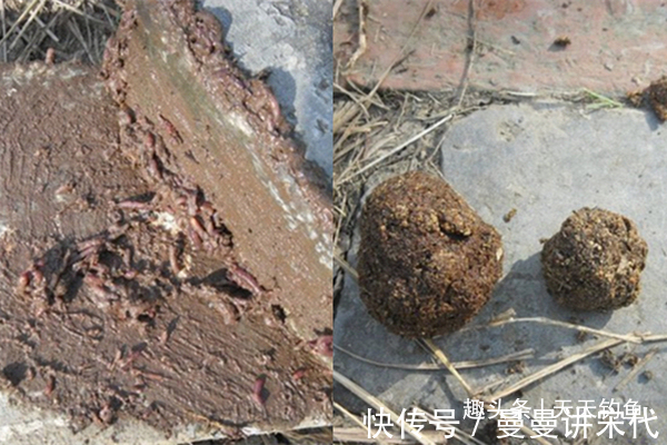 水域|传统钓鱼独门绝技蚯蚓的科学用法,越简单的饵料,用法越不简单