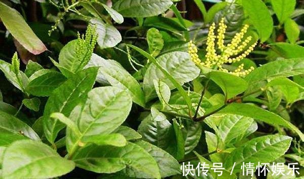 这花开起来像小金珠,香味胜似香兰,整栋楼邻居都被迷倒!