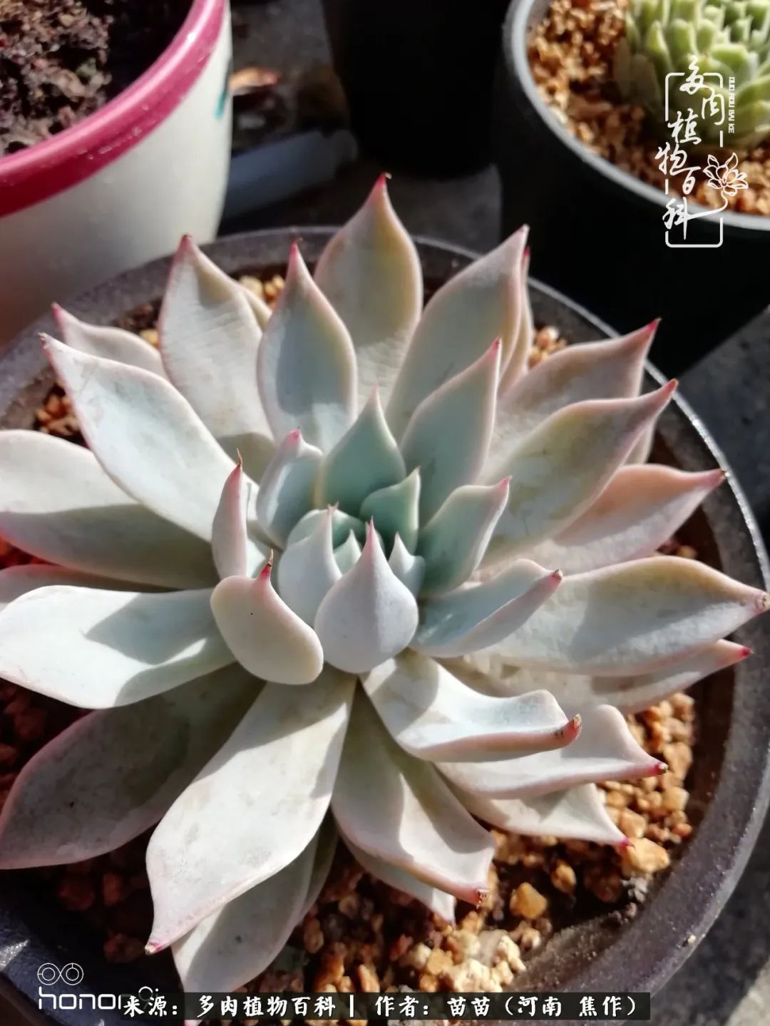 迷上多肉后，有一种喜欢叫一日看三回！