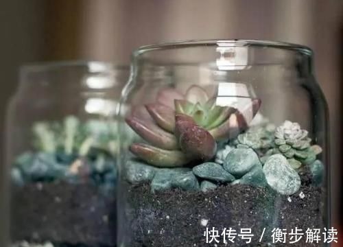 除了花盆之外,这些东西也是绝佳的养花神器,你用过吗?