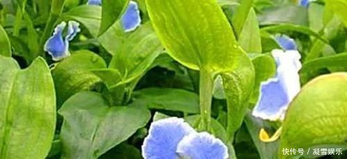 農(nóng)村一形似竹葉野草,曾是窮苦人救命菜,今一斤24元很稀罕