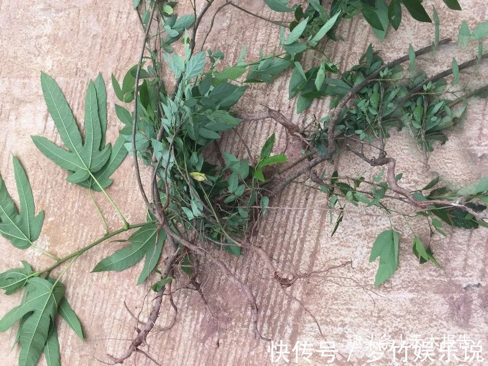 奶奶|人称“饿蚂蝗”，名字挺吓人，用处却很高，过去常炖肉给小孩吃