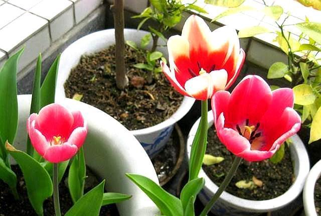 郁金香开完花,扔了实在太“可惜”,这样一处理,来年照样开满花