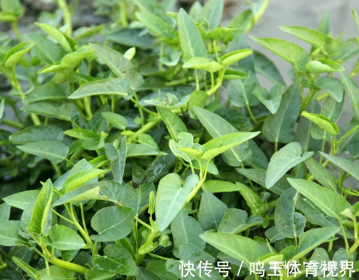 采摘|空心菜健肤美容,凉血排毒,掌握生长特性,种出优质绿色空心菜来