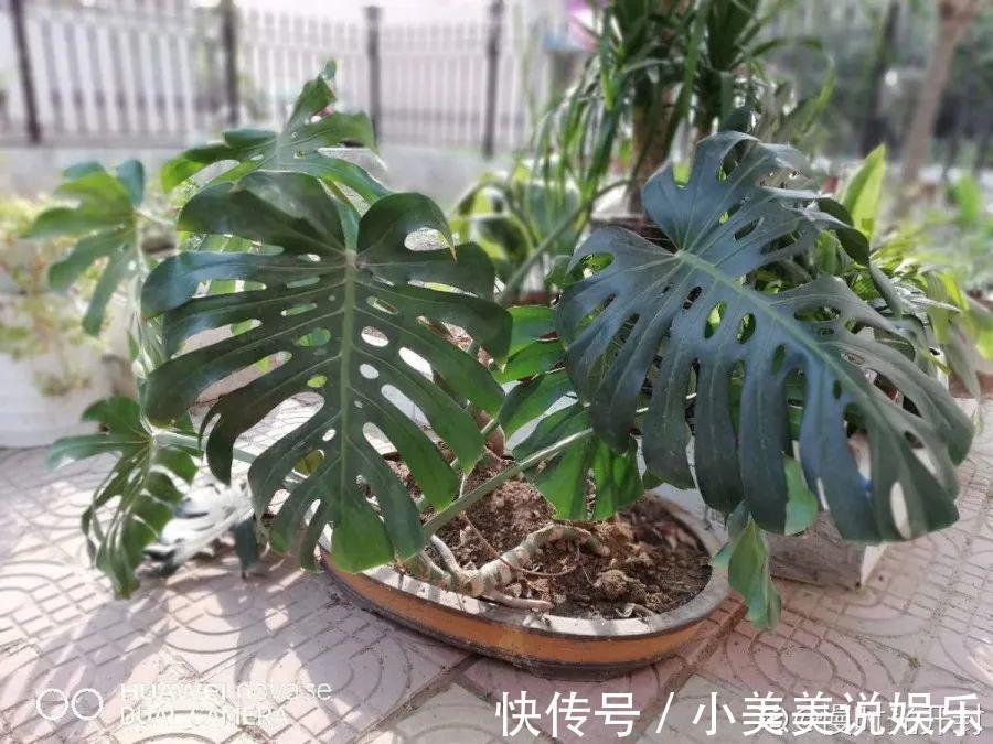 给这花换盆，土里扒出30个崽，根本不用扦插！